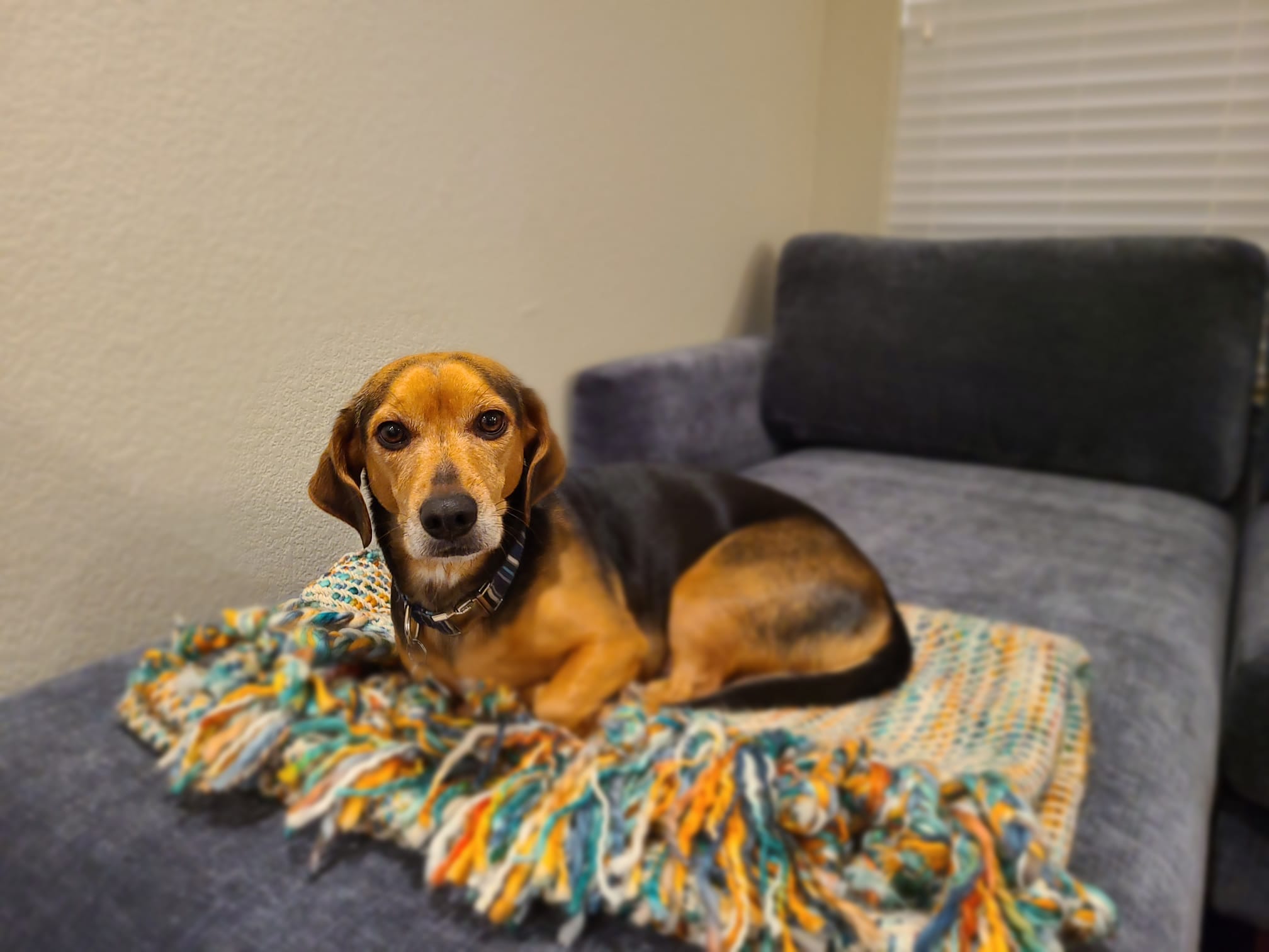 Charlie curled up on a blanket